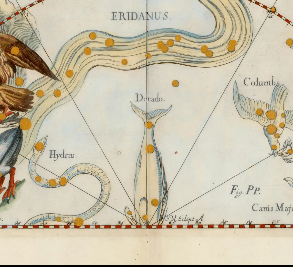 Dorado as drawn by Johannes Hevelius in Firmamentum Sobiescianum, 1690.