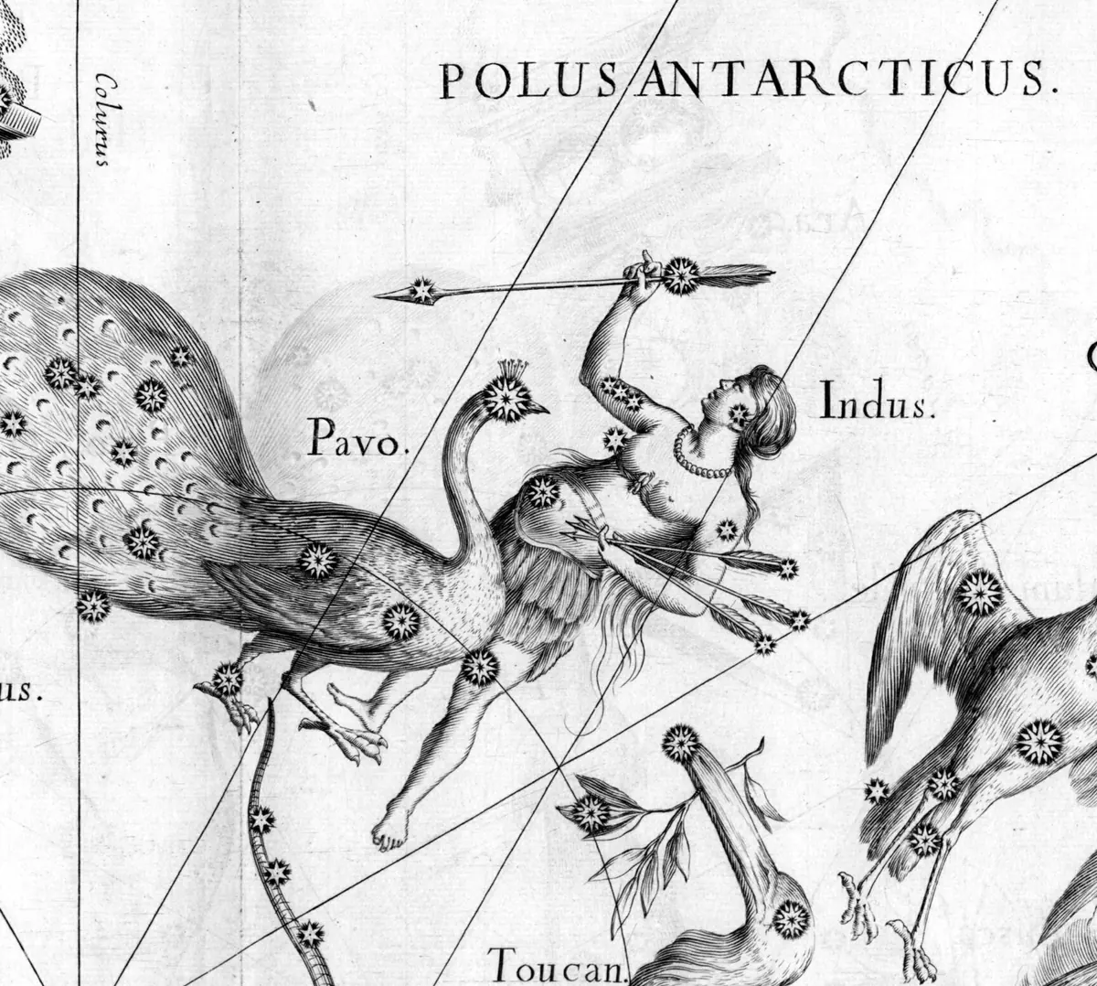 Indus as drawn by Johannes Hevelius in Firmamentum Sobiescianum, 1690.