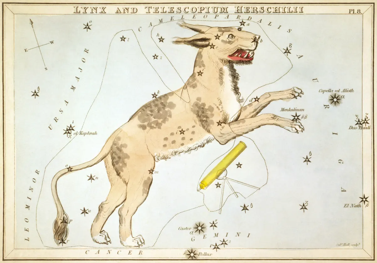 Lynx as drawn by Sidney Hall in Urania's Mirror, 1824.