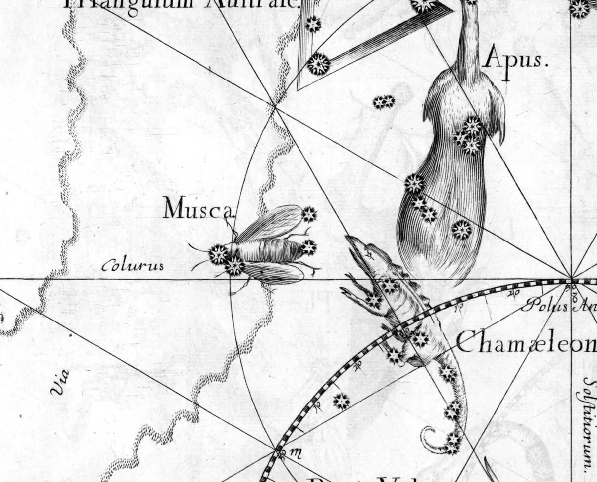 Musca as drawn by Johannes Hevelius in Firmamentum Sobiescianum, 1690.