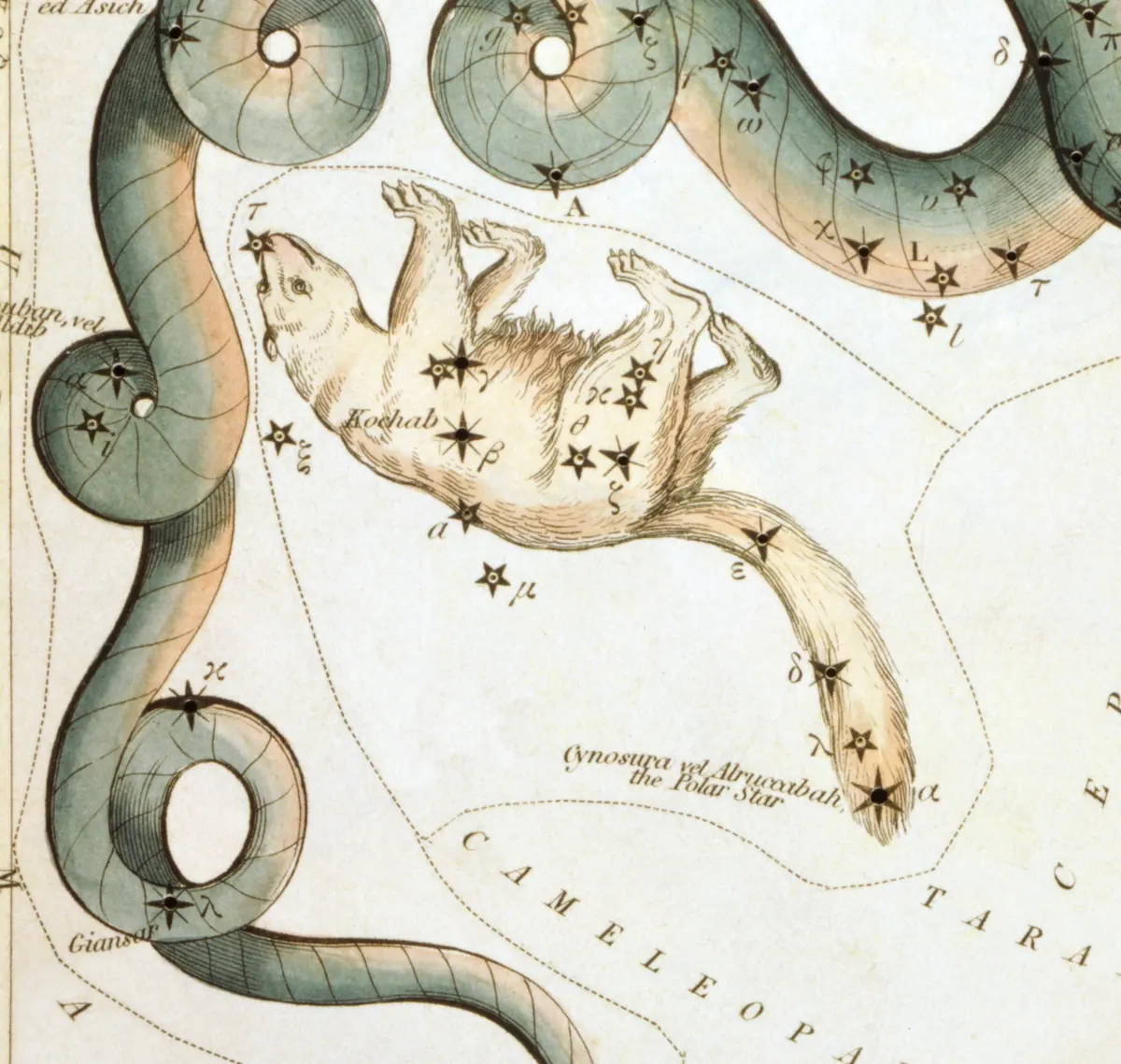 Ursa Minor as drawn by Sidney Hall in Urania's Mirror, 1824.