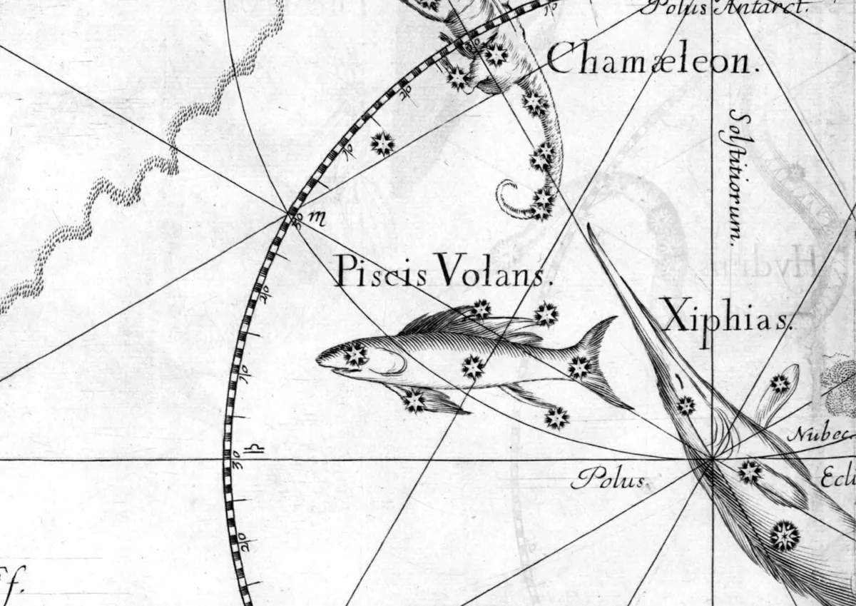Volans as drawn by Johannes Hevelius in Firmamentum Sobiescianum, 1690.