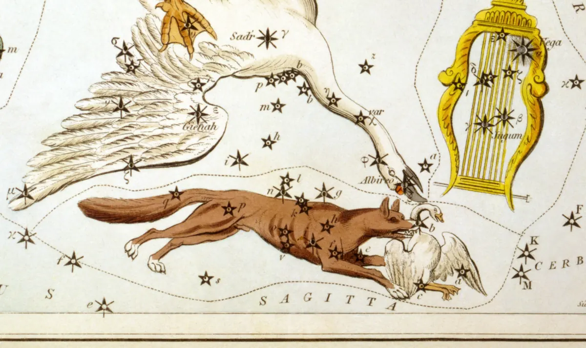 Vulpecula as drawn by Sidney Hall in Urania's Mirror, 1824.